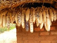 Drying Maize © A. Perrotton