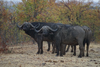 Mabalauta Buffalos © A. Caron