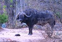 Bachelor buffalo © A. Caron