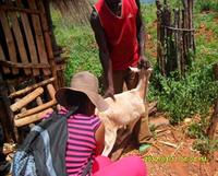Collecting faecal sample on a goat © P. Musingarabwi