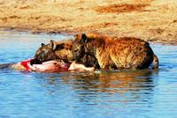 Feeding hyaenas © S. Periquet