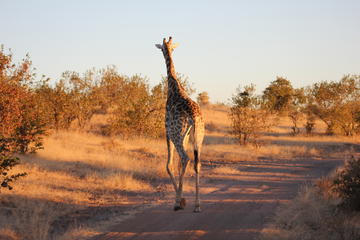 Giraffe @ L. Monin