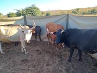 Mobile boma initiative helps protect livestock form predators
