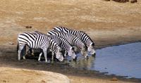 Zebras drinking © A. Caron